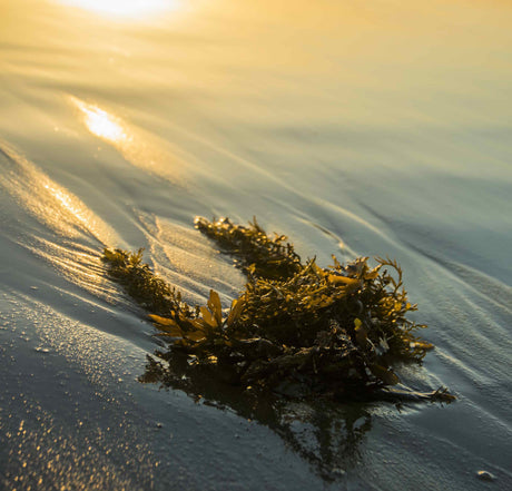 Seaweed – ‘Superfood’ or ‘Superfad’?