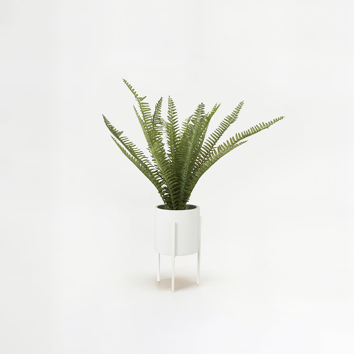 Fiori Fern In White Ceramic Pot With Iron Stand