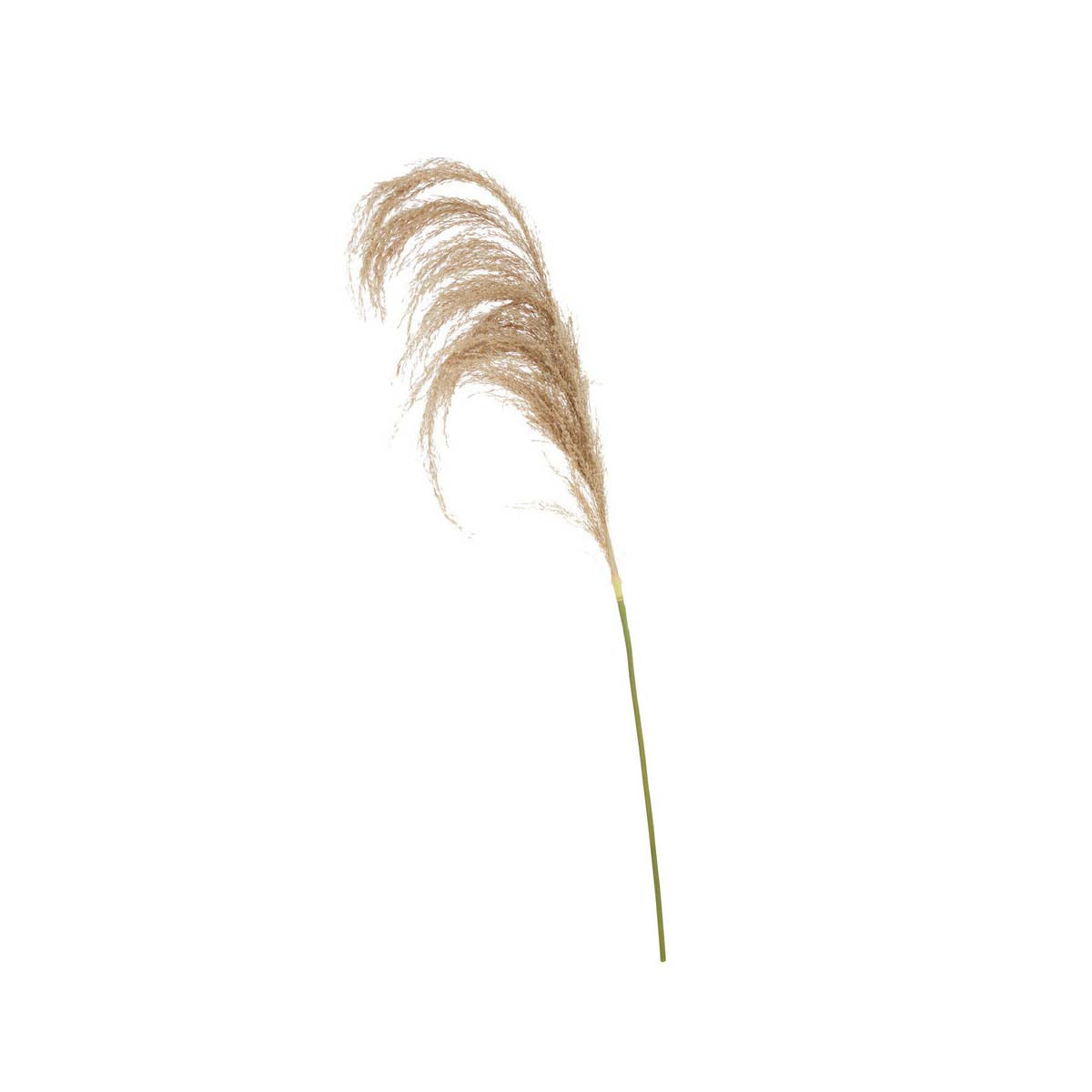 Fiori Natural Stem Pampas Grass
