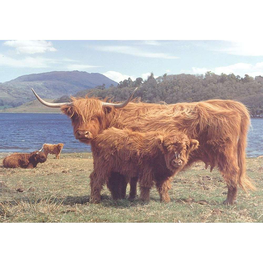 Highlanders 1000 Piece Jigsaw Puzzle