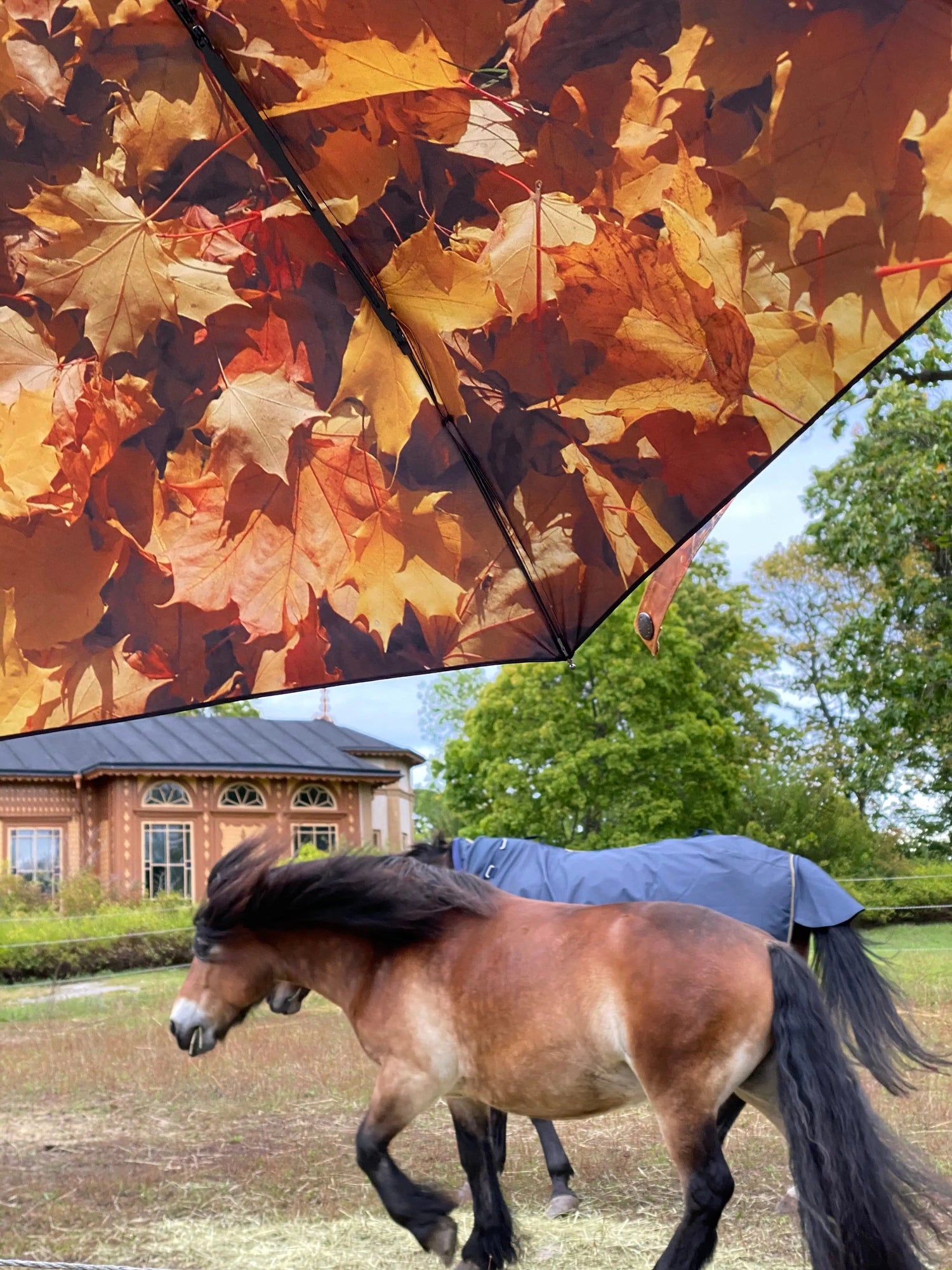 Höst Umbrella – Windproof & UPF50+