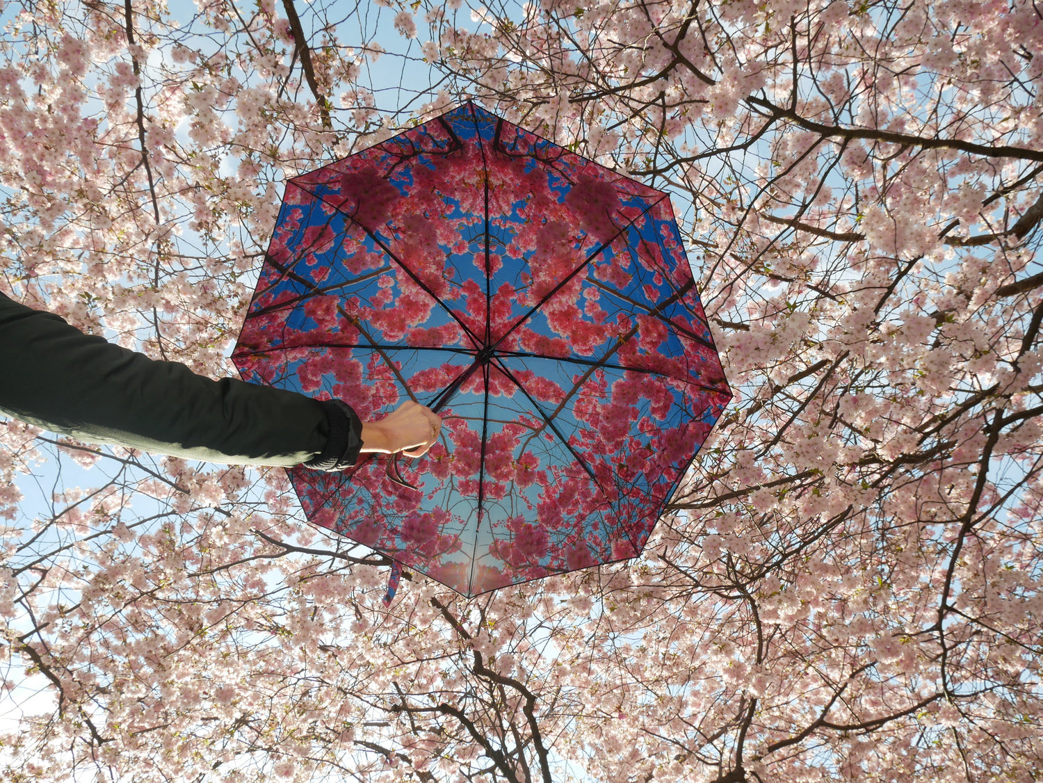Cherry Blossom Umbrella – Elegance, Windproof & UPF50+