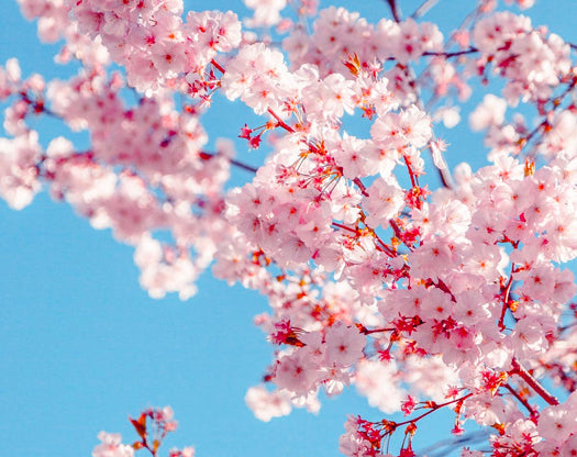 Channel Your Inner Marie Kondo: Spring Cleaning