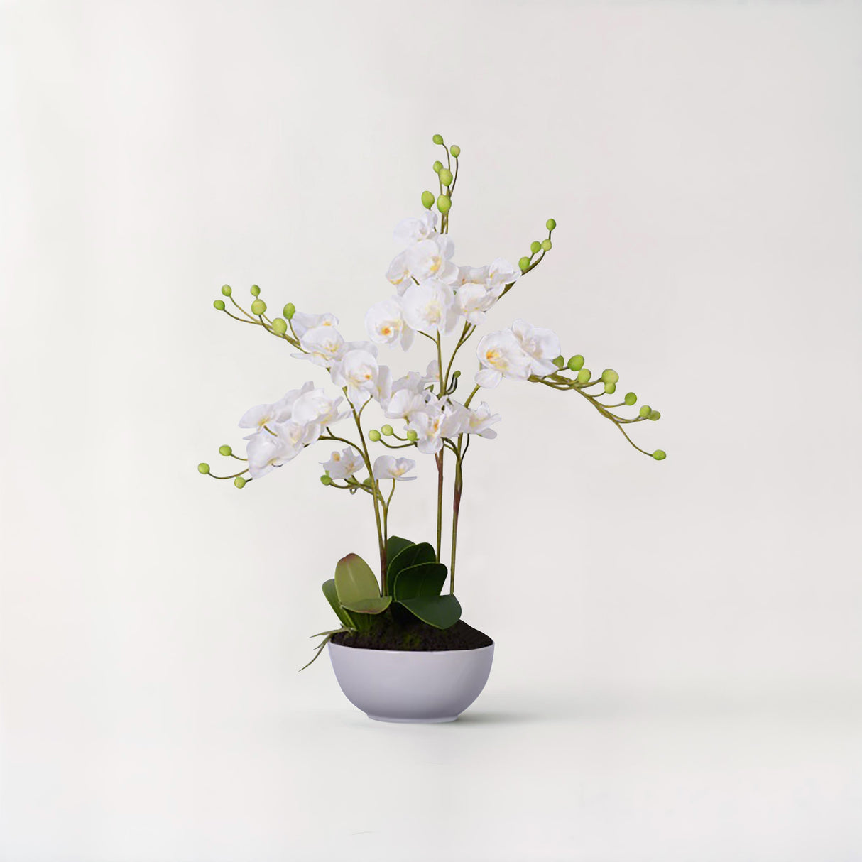 Fiori White Orchid Plant With White Pot
