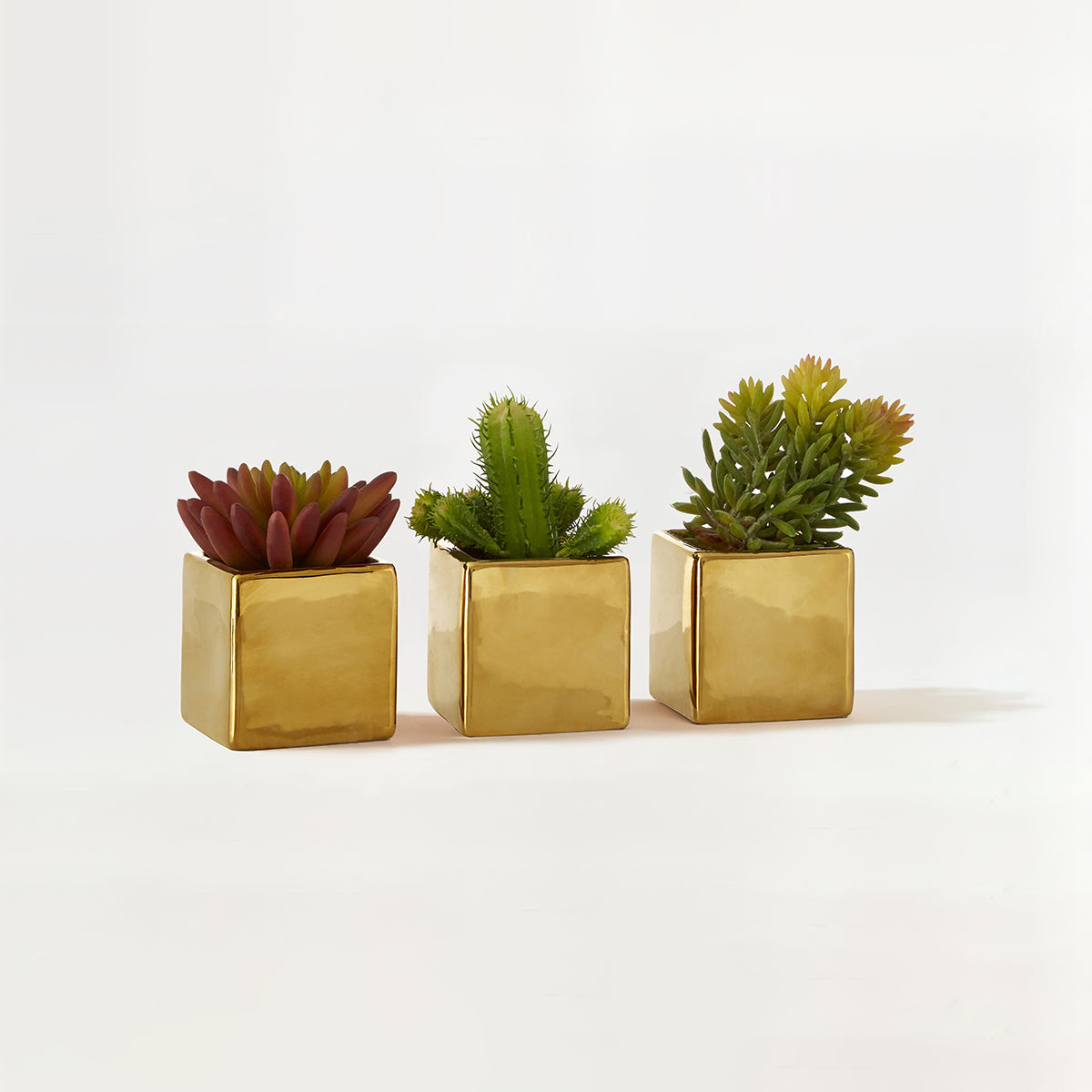 Fiori Set of 3 Mini Succulents with Gold Pot