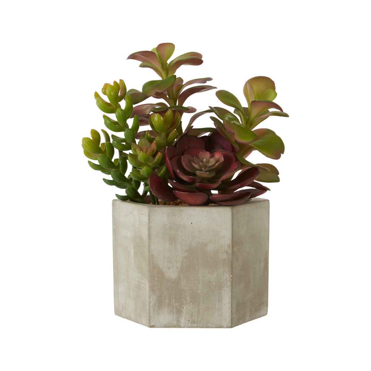 Fiori Mixed Succulent