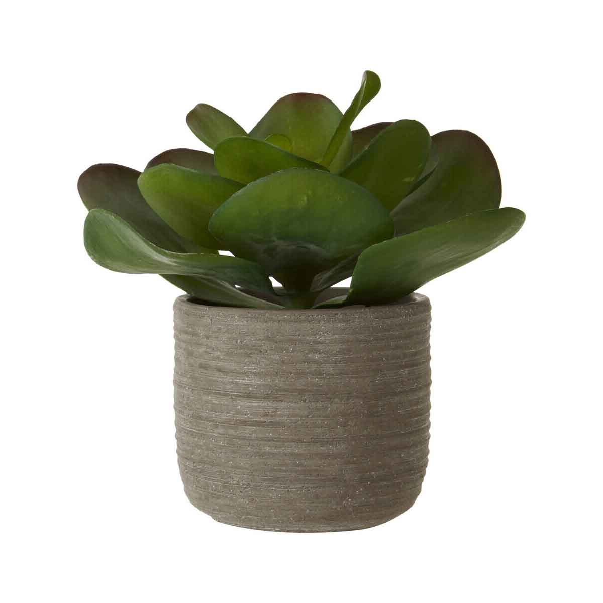 Fiori Lotus Succulent