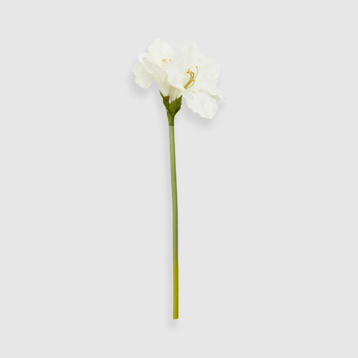 Fiori 72cm Amarylilis Ivory Stem