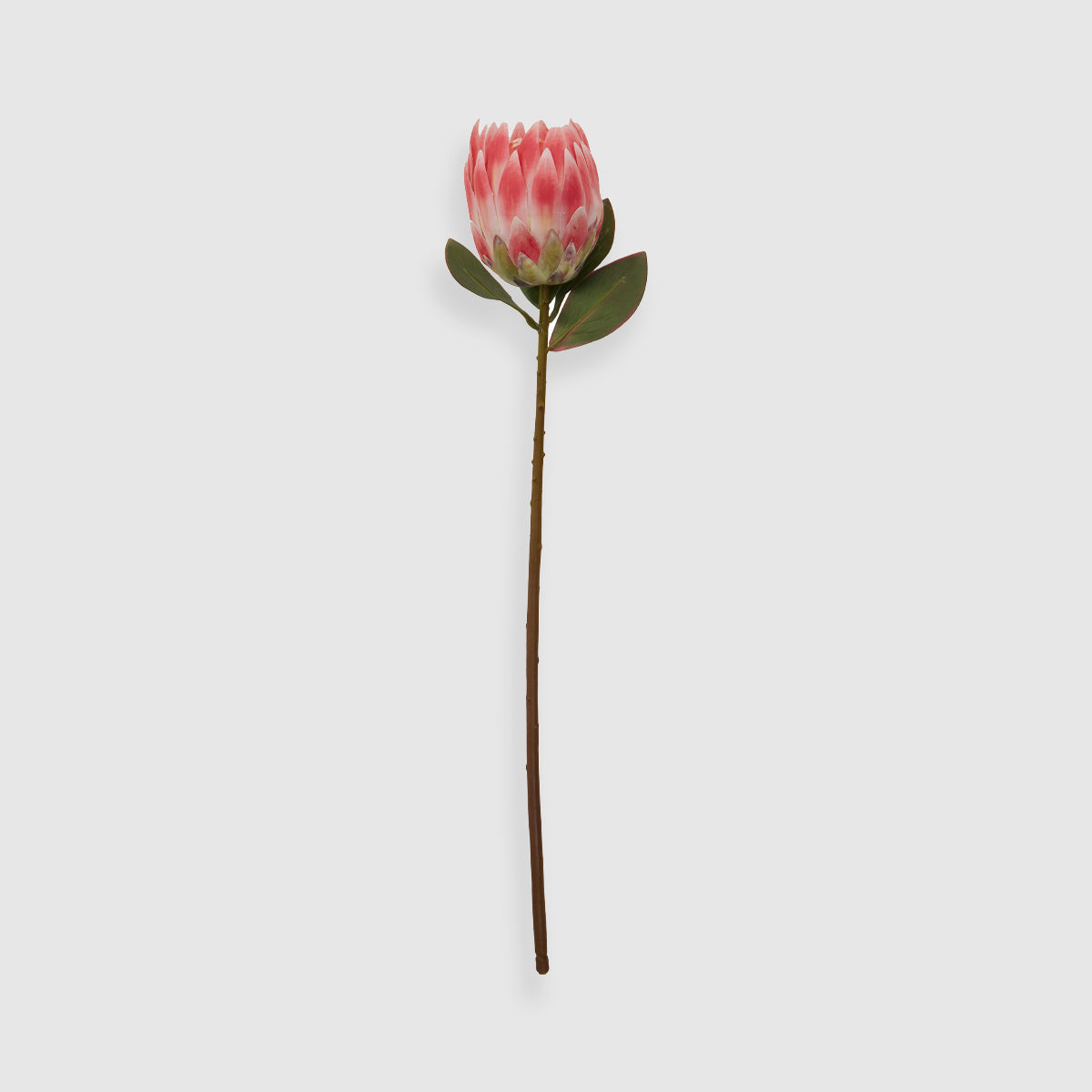 Fiori 62cm Protea Pink Stem