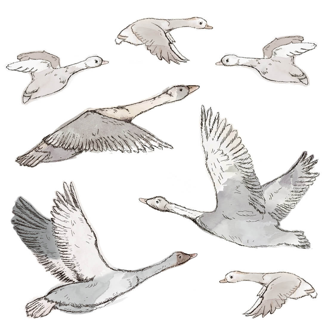 Wall Stickers | Geese