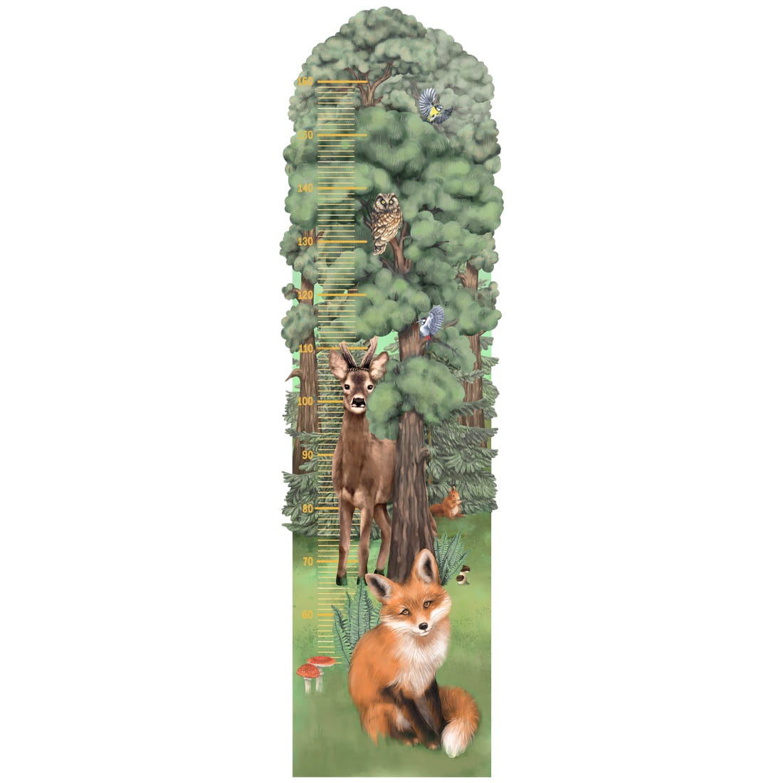 Height Measure | Forest
