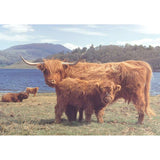 Highlanders 1000 Piece Jigsaw Puzzle