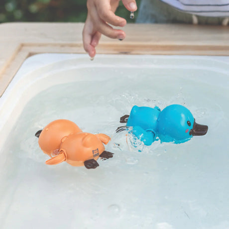 Bath Racers - Platypuses