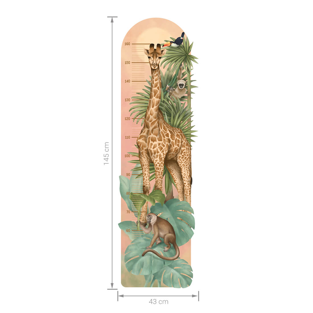 Height Measure | Safari