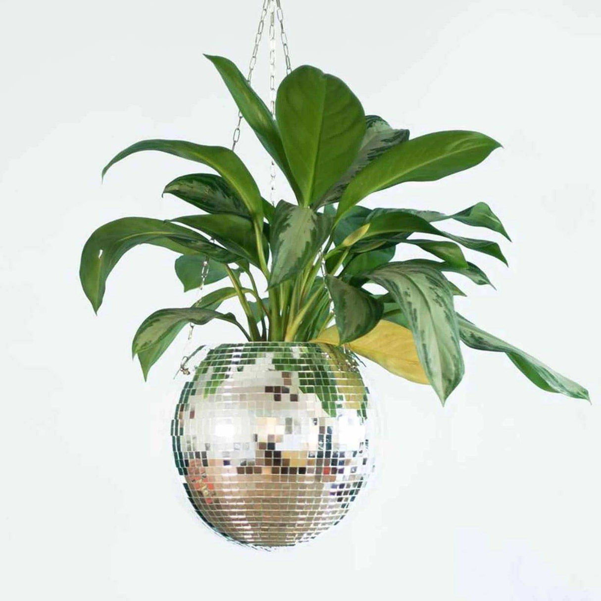 The Disco Planter